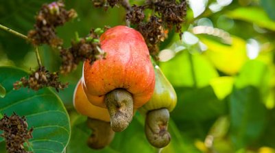 Além disso, a fruta contém carotenoides e polifenóis (Foto: Reprodução)