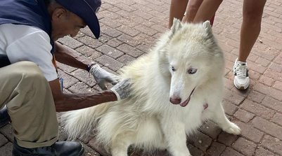 A raiva é uma enfermidade viral grave, causada por um vírus do gênero Lyssavirus (Foto: Ascom FMS)