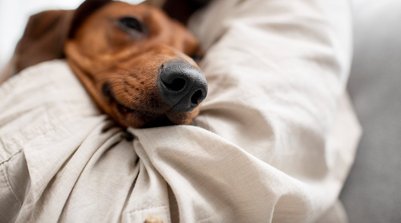 Como ajudar o pet durante os fogos (Foto: Reprodução)