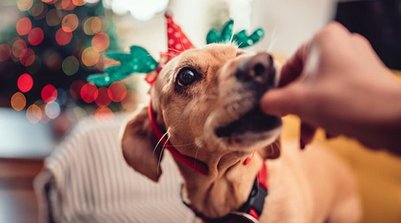 Segundo o profissional, manter a rotina do bichinho também é uma forma de reduzir a ansiedade (Foto: Reprodução)
