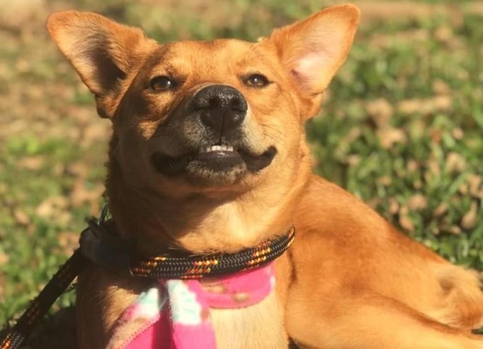 Castração e abrigos temporários: veja o que mais prevê a nova Lei de Proteção Animal do Piauí