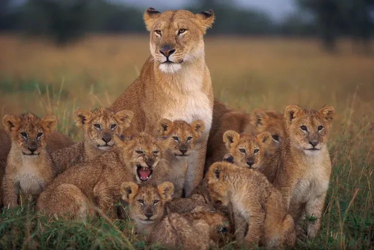 Imposto de Renda: o filho pode ser declarado como dependente e alimentando (Manoj Shah/Getty Images)
