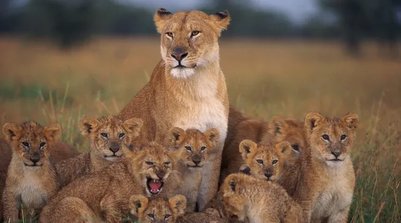 Imposto de Renda: o filho pode ser declarado como dependente e alimentando (Manoj Shah/Getty Images) (Foto: Divulgação)