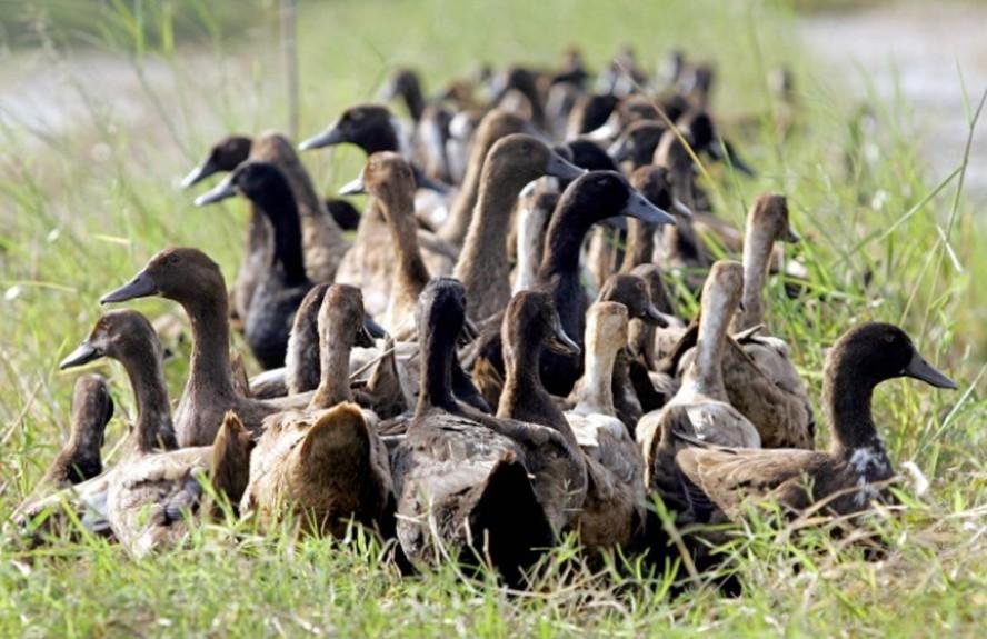 Patos em um campo de arroz na Tailândia, em 2005