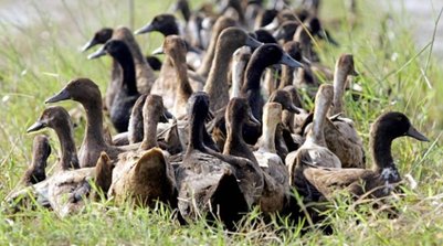 Patos em um campo de arroz na Tailândia, em 2005 (Foto: Arquivo/AFP)