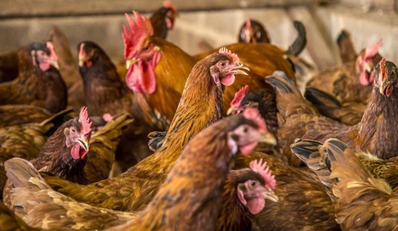 Piauí declara estado de emergência zoossanitária por conta da gripe aviária - (Reprodução/Governo Federal)