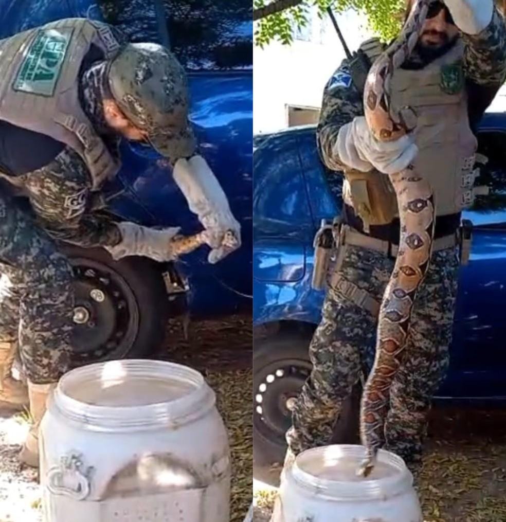cobra é resgatada após ser encontrada em carro na Zona Norte de Teresina