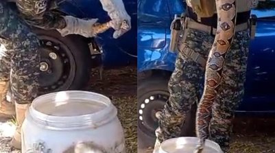 cobra é resgatada após ser encontrada em carro na Zona Norte de Teresina (Foto: Divulgação: Reprodução)