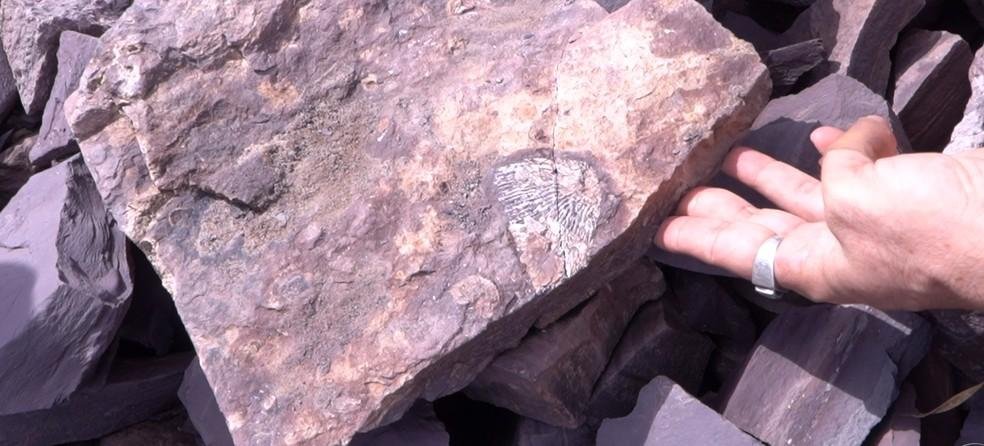 Estudantes da UFPI encontram fósseis de animais da Era Paleozoica em Nazária, no Piauí