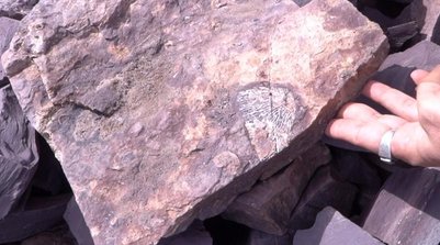 Estudantes da UFPI encontram fósseis de animais da Era Paleozoica em Nazária, no Piauí (Foto: Reprodução)