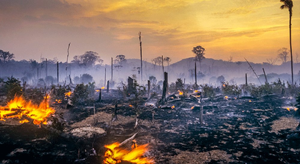 Incêndio na Amazônia. O desmatamento da floresta não está vinculado somente à produção direta de grãos ou de proteína animal