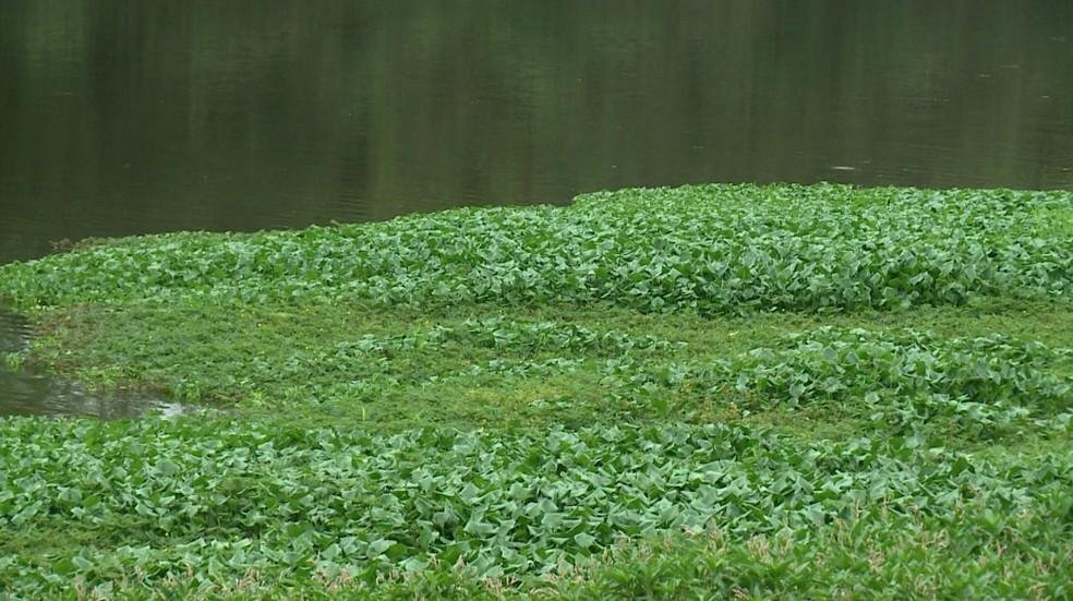 Pescadores se tornam 'Guardiões do Rio Poti' e realizam ações de limpeza e conscientização em Teresina; conheça projeto