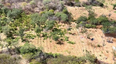 Plantação de maconha com cinco toneladas é localizada na divisa entre o Piauí e Pernambuco - (Divulgação/SSP-PI) (Foto: Divulgação/SSP-PI)