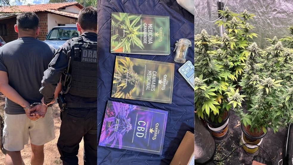 Suspeito de manter estufa de maconha em casa é preso com livros sobre planta, armas e munições no PI