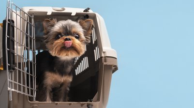 Ao chegar no destino final, pode acontecer de o animal não se adaptar (Foto: Reprodução)