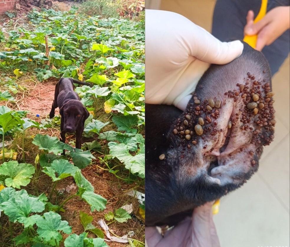 Cadela é resgatada em estado de extrema magreza e repleta de carrapatos na Zona Sul de Teresina; tutor foi preso em flagrante