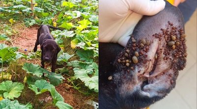 Cadela é resgatada em estado de extrema magreza e repleta de carrapatos na Zona Sul de Teresina; tutor foi preso em flagrante (Foto: Polícia Civil)