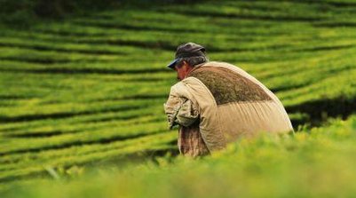 Safra brasileira de 2025 pode marcar novo volume recorde, afirma IBGE (Foto: Daniel Krueger/ Unsplash)