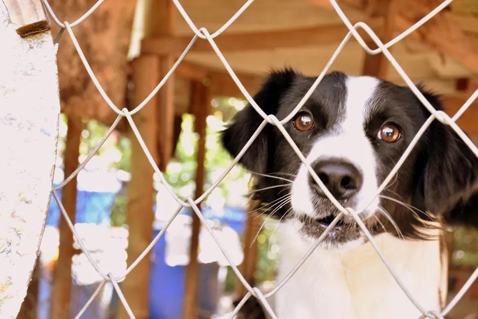 Denúncias de maus-tratos aos animais podem ser feitas por WhatsApp no PI