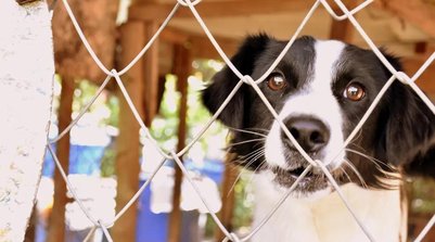 Denúncias de maus-tratos aos animais podem ser feitas por WhatsApp no PI (Foto: Fábio Rodrigues/g1)