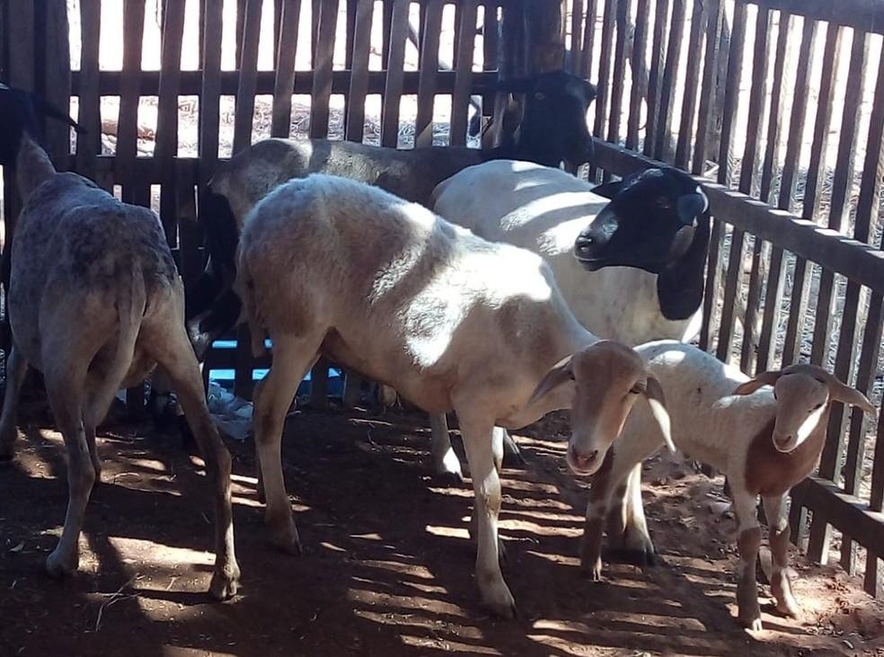 Ovinos e caprinos são os mais afetados com a situação