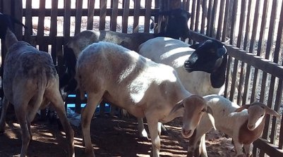 Ovinos e caprinos são os mais afetados com a situação (Foto: Reprodução)