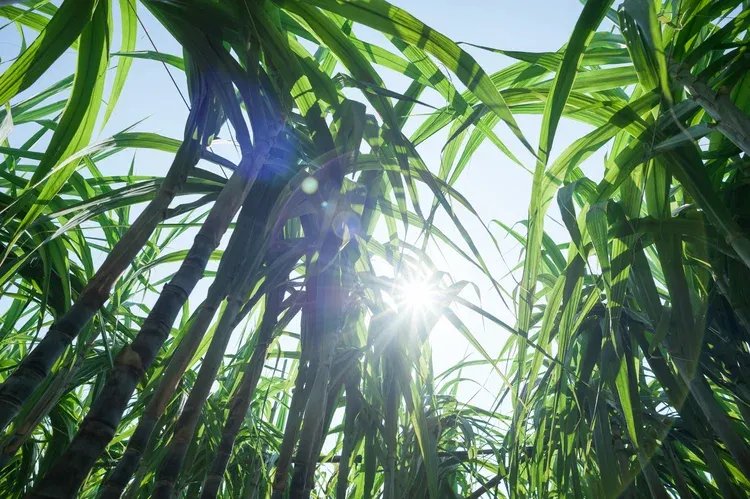 Cana-de-açúcar: Brasil colhe safra recorde e amplia uso em biocombustíveis e bioenergia.