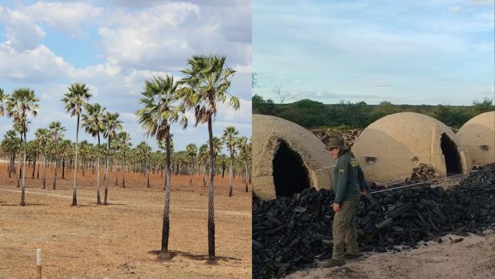 Piauí enfrenta queda acentuada na produção de carnaúba e carvão vegetal