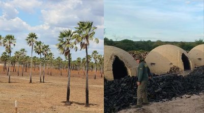 Piauí enfrenta queda acentuada na produção de carnaúba e carvão vegetal (Foto: Reprodução)