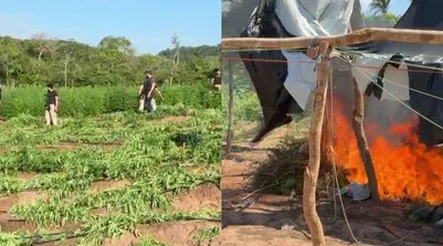 Ação integrada entre Piauí, Maranhão e Pernambuco resulta na apreensão de 1 tonelada de maconha (Foto: Reprodução)