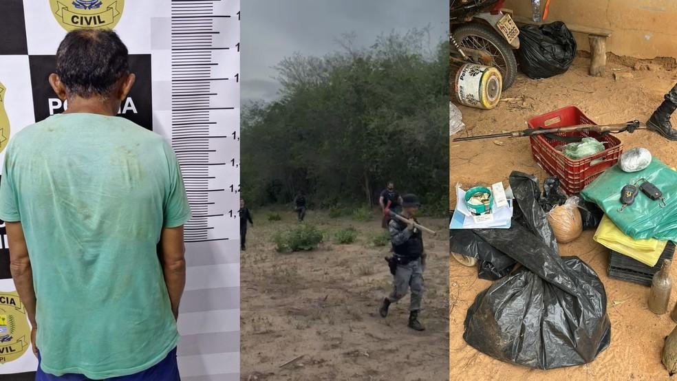 Plantação de maconha é encontrada em Pajeú do Piauí