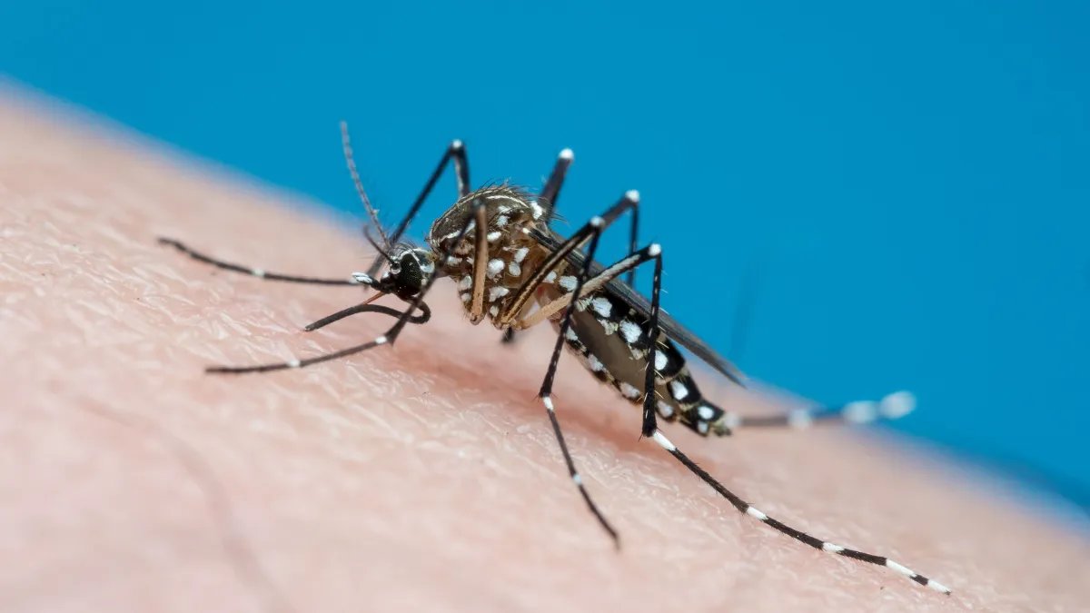 Mesmo com presença do mosquito, casos de dengue caem 70% em um ano