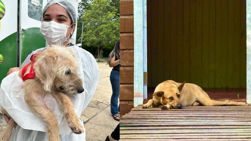 Edital para garantir acolhimento de animais vítimas de maus-tratos é publicado nesta quinta (12) no PI