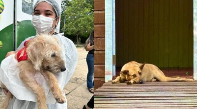 Edital para garantir acolhimento de animais vítimas de maus-tratos é publicado nesta quinta (12) no PI (Foto: Reprodução)