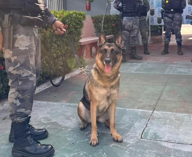 “Estamos em Piripiri para realizar a entrega da cadela Fênix, que está plenamente preparada para atuar no combate a criminalidade.