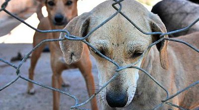 Maus-tratos a animais (Foto: Pollyanna Maliniak/ALMG)
