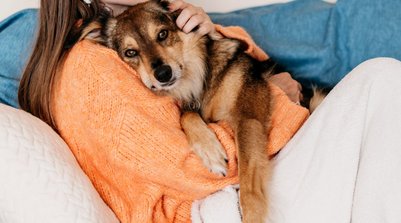 O quadro pode acometer animais de médio e grande porte (Foto: Reprodução)