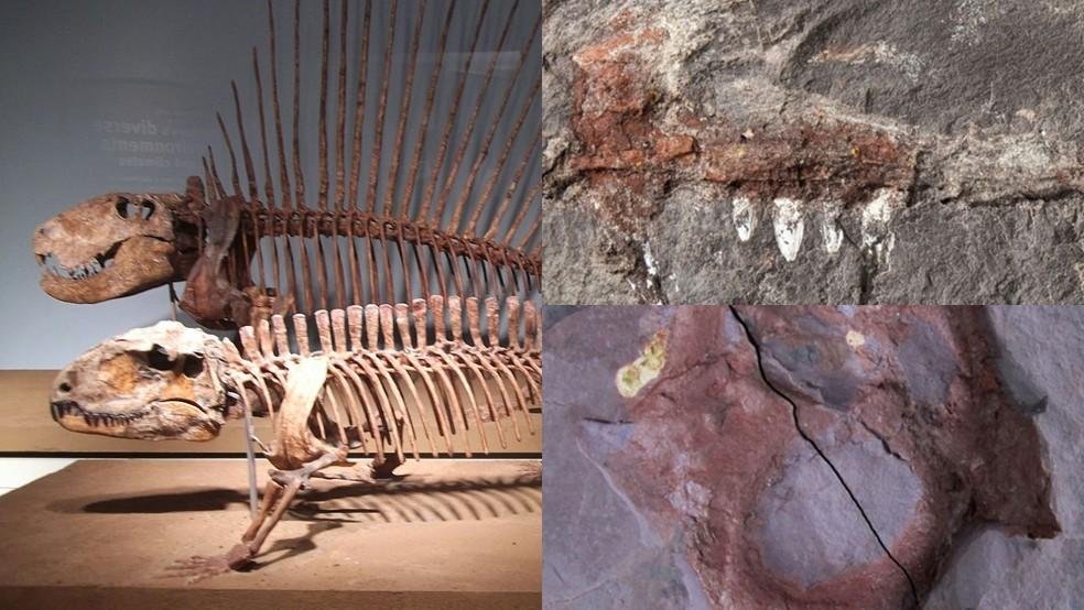 Piauí registra primeiros fósseis de pelicossauros da América do Sul; mais de 280 milhões de anos