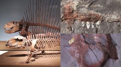 Piauí registra primeiros fósseis de pelicossauros da América do Sul; mais de 280 milhões de anos (Foto: Reprodução/Juan Cisneros)