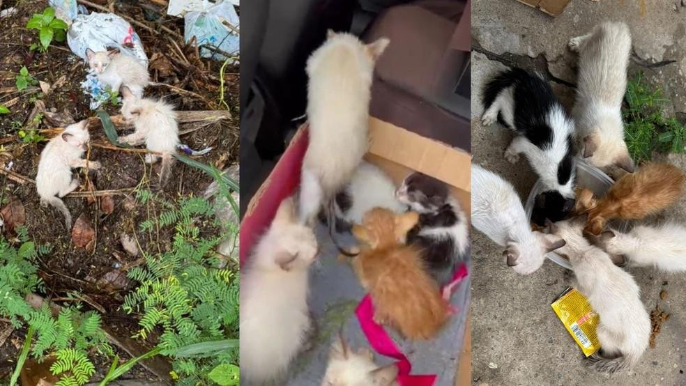 Sete filhotes de gato abandonados no lixo e na chuva são resgatados no Piauí: ‘Deus me guiou’