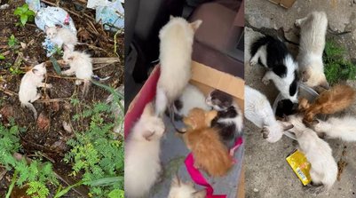 Sete filhotes de gato abandonados no lixo e na chuva são resgatados no Piauí: ‘Deus me guiou’ (Foto: Reprodução/Redes sociais)