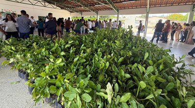 Distribuição de plantas nativas no sul do Piauí. (Foto: Ascom Semarh)