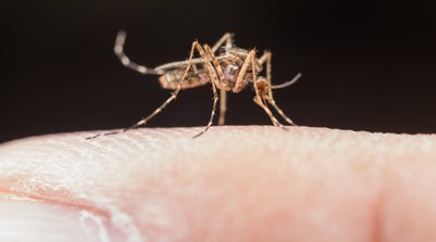 O que fazer para evitar as picadas? (Foto: Reprodução)