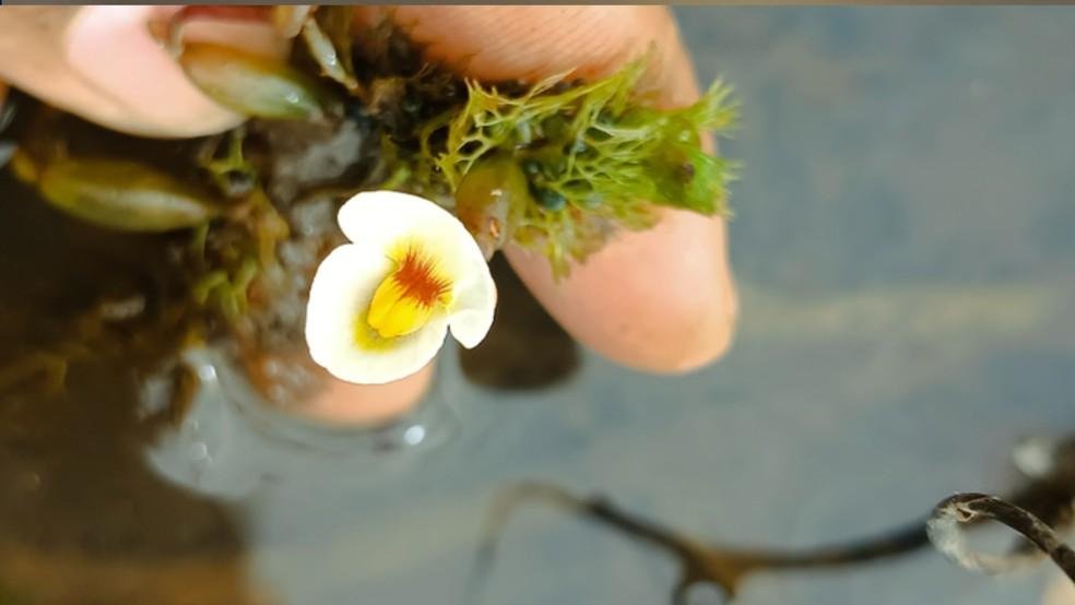 Utricularia warmingii, planta carnívora rara é encontrada no Piauí