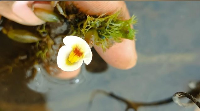 Utricularia warmingii, planta carnívora rara é encontrada no Piauí (Foto: Francisco Sousa)