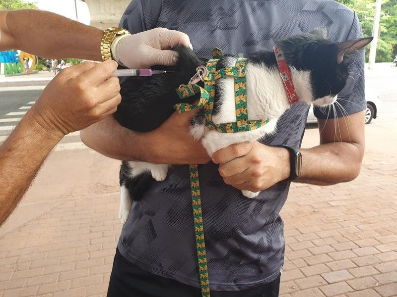 A orientação é que os responsáveis fiquem em casa com seus cães e gatos e atentos à chegada da equipe