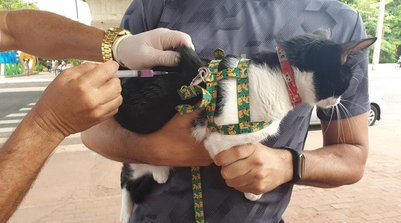 A orientação é que os responsáveis fiquem em casa com seus cães e gatos e atentos à chegada da equipe (Foto: : ASCOM FMS)