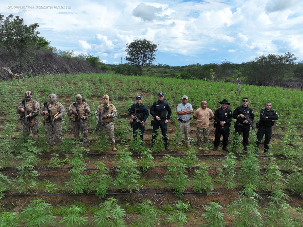 A plantação possuía 3 hectares com aproximadamente 35 mil mudas cultivadas, ainda a serem extraídas
