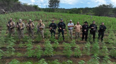 A plantação possuía 3 hectares com aproximadamente 35 mil mudas cultivadas, ainda a serem extraídas (Foto: Reprodução/SSPI)