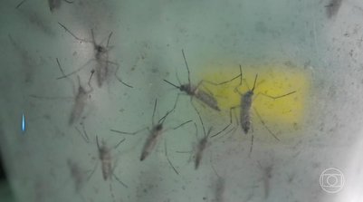 Mosquito da dengue (Foto: Reprodução/TV Globo)